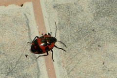 Augocoris gomesii