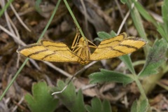 Idaea aureolaria