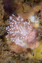 Cuthona divae