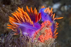 Flabellinopsis iodinea