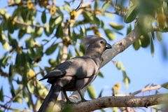 Corythaixoides concolor