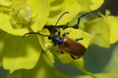 Pseudovadonia livida