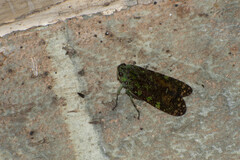 Echetra