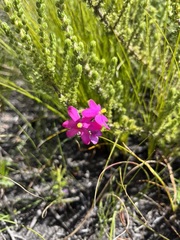 Ixia stricta