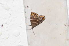 Choreutis