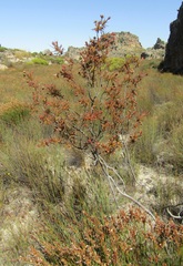 Roridula dentata