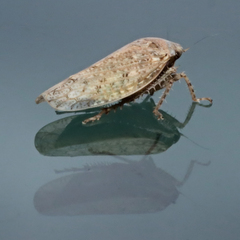 Curtara insularis