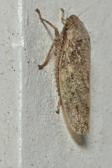 Curtara insularis