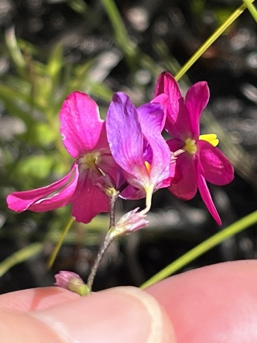 Image of Ixia stricta by (c) Charleen Brunke, some rights reserved (CC BY)