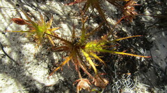 Roridula dentata