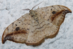 Drepana falcataria