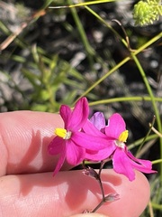 Ixia stricta