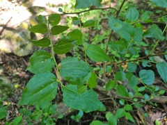 Ziziphus mucronata