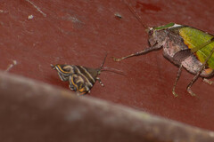 Choreutis