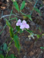 Tripogandra serrulata