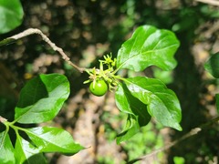 Vangueria macrocalyx