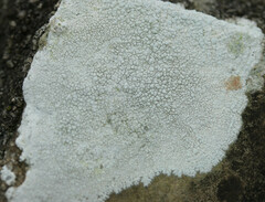 Pertusaria leucosora