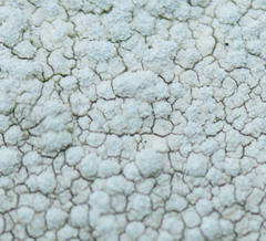 Pertusaria leucosora