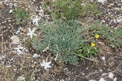 Dianthus plumarius regis-stephani