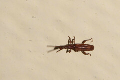 Brentidae