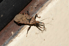 Panstrongylus geniculatus