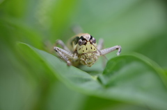 Eupholidoptera schmidti