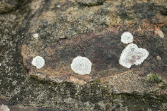 Rhizocarpon petraeum