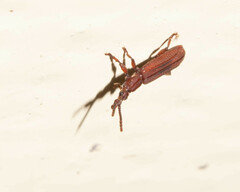 Brentidae