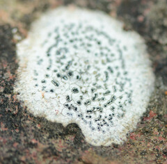 Rhizocarpon petraeum