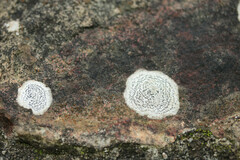 Rhizocarpon petraeum