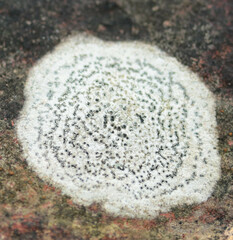 Rhizocarpon petraeum