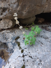 Pseudodictamnus hirsutus