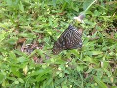 Ideopsis vulgaris macrina