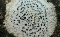 Rhizocarpon petraeum