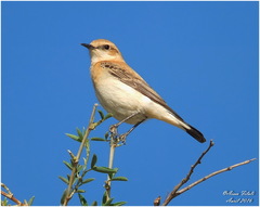 Oenanthe hispanica