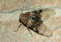Scaralis picta