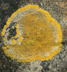 Variospora flavescens