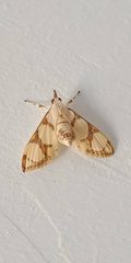 Cirrhochrista kosemponialis