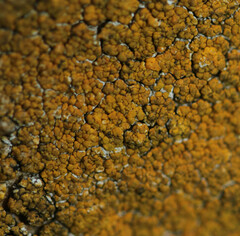 Variospora flavescens