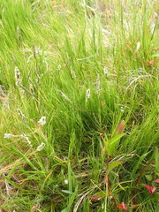 Sporobolus virginicus