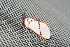 Trosia nigropunctigera