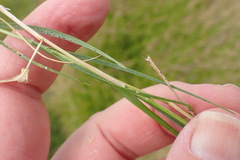 Sporobolus virginicus