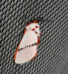 Trosia nigropunctigera