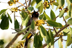 Pycnonotus nigricans