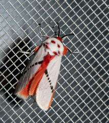 Trosia nigropunctigera