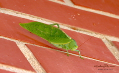 Stilpnochlora azteca