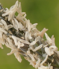 Sporobolus virginicus