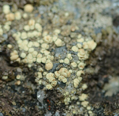 Lecanora polytropa
