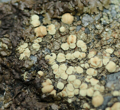 Lecanora polytropa