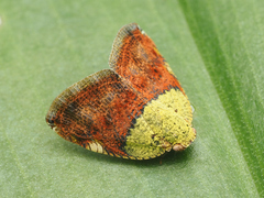 Ricanula